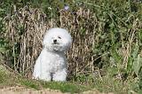 BICHON FRISE 242